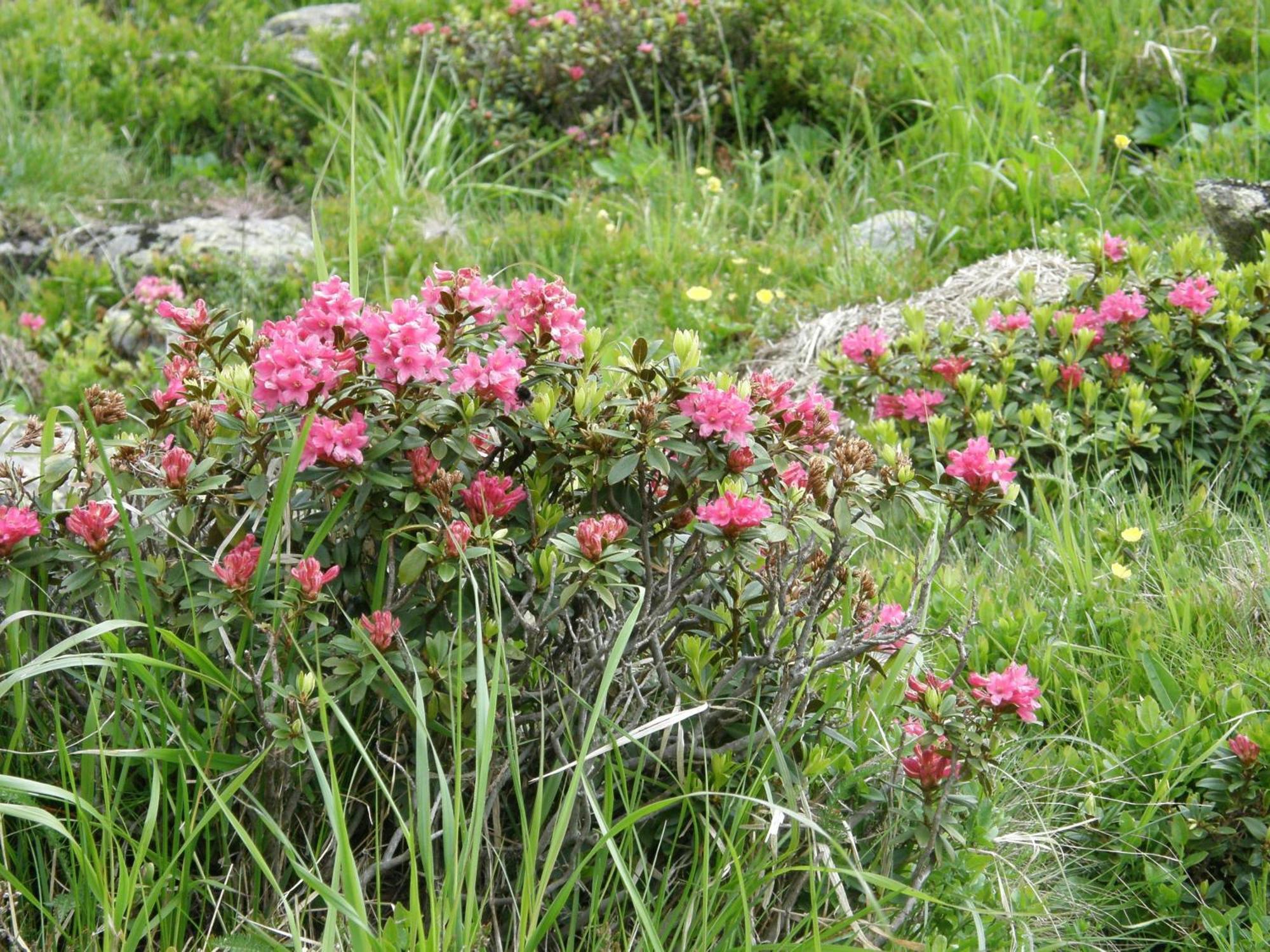 Kogelblick Ebensee